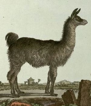 Histoire naturelle - Georges-Louis Leclerc de Buffon - Jacques de Sves - Lama