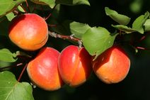 Abricots du Vaucluse