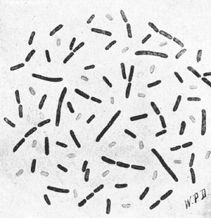 Bacillus mesentericus panis viscosi - 48h