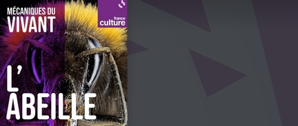 2023 - France culture - Mcaniques du vivant, saison 4 : l'abeille
