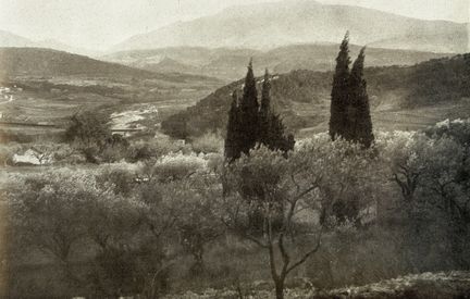 Une oliveraie entre Vaison-la-Romaine et Nyons (Drôme) en 1940