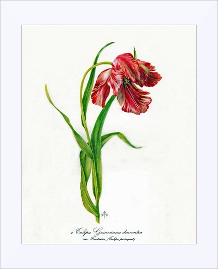 Fleurs des jardins et des serres - Rollinat Madeleine - J.-M. Duvernay et H. Romagnesi, éd. Bordas, 1962