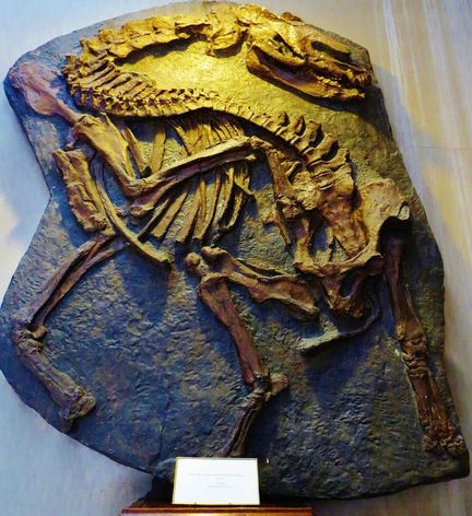 Palaeotherium magnum skeleton mis à jour sur la commune de Mormoiron