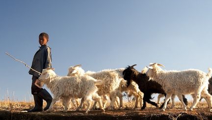 Afrique du Sud - Chèvres angora