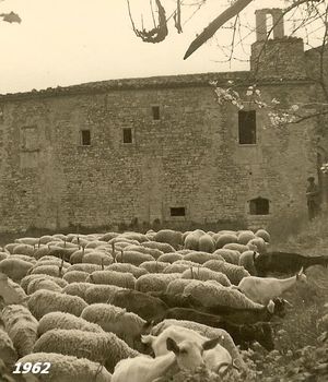 1962 ; transumance