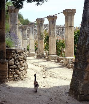 Abbaye Saint-Hilaire, monument historique class des XIIe et XIIIe sicles, premier btiment conventuel carme (XIIIe sicle) du Comtat Venaissin (1274-1791) - Mnerbes - Vaucluse - Jardin de vigne