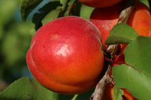 Abricots du Vaucluse