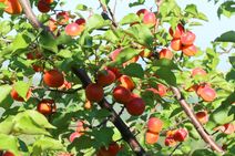 Abricots du Vaucluse