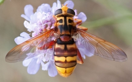 Faux-frelon Milesia crabroniformis