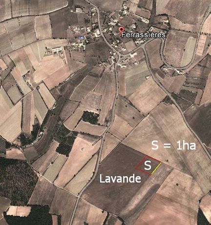 Taille d'une surface d'un hectare, soit un carr de 100 m x 100 ou 10.000 m, sur une parcelle de lavande - On compte env. 12.000 plants/ha