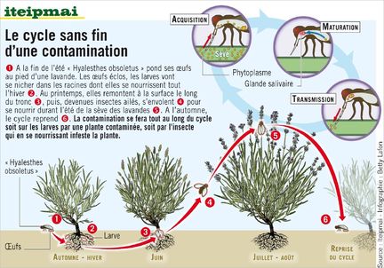 Hyalesthes obsoletus (fulgore du stolbur), cycle de contamination