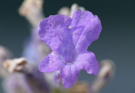 Ptals de Lavandula angustifolia