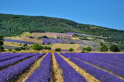 Fte de la Lavande - Ferrassires - Drme