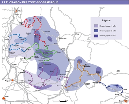 Floraison par zone gographique