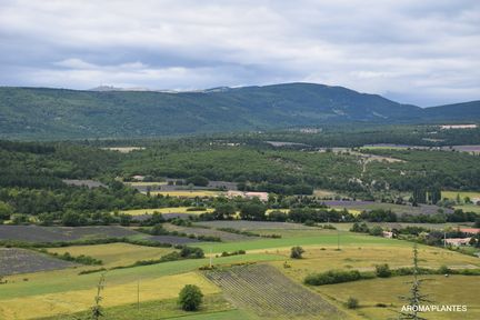 Champs de lavande officinale sur la commune de Sault - Photo Aroma'plantes