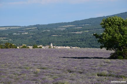 Champ de lavande officinale devant le village de Sault - Photo Aroma'plantes