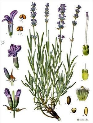 Lavandula angustifolia