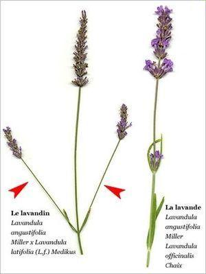 Lavandula latifolia