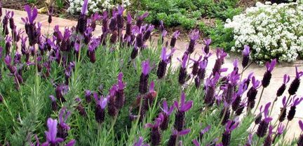 Lavandula stoechas L.