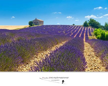 Plateau de Valensole - Nicolas Fragiacomo