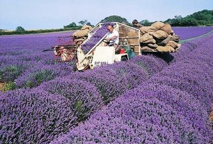 Norfolk Lavender - Caley Mill - Heacham -Norfolk