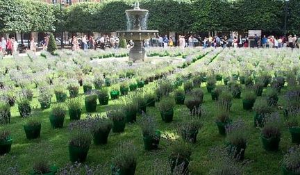 La Lavande s'invite place des Vosges - Paris 2001