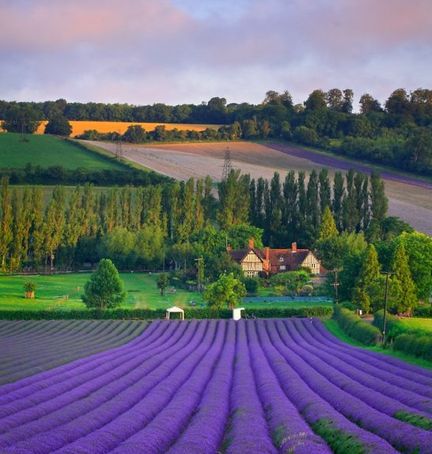 Lavande produite pour Yardley  Shoreham, village du Kent, en Angleterre