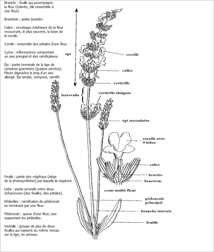 Lavandes, plantes de la famille des Lamiaceae, arbrisseaux dicotyldones : terminologie