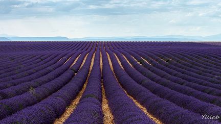 Fte de la Lavande - Valensole - Alpes-de-Haute-Provence