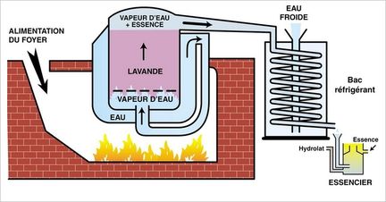 Distillation  la vapeur