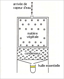 Distillation  la vapeur