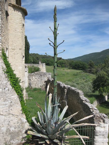 Agave en fleur dans les jardins de l'abbaye Saint-Hilaire - 10.06.2012