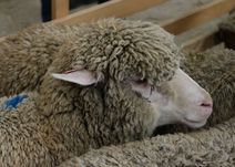 Foire agricole de la Saint Valentin - Saint-Martin-de-Crau (Bouches-du-Rhne)