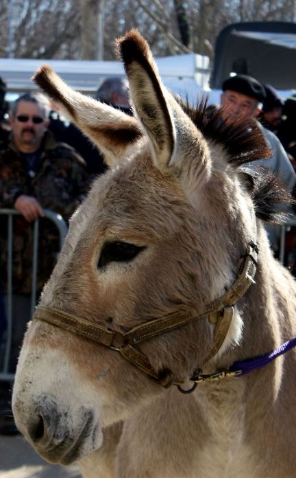 Foire agricole de la Saint Valentin - Saint-Martin-de-Crau (Bouches-du-Rhne)