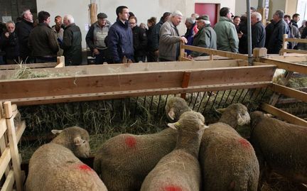 Foire agricole de la Saint Valentin - Saint-Martin-de-Crau (Bouches-du-Rhne)