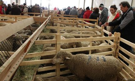 Foire agricole de la Saint Valentin - Saint-Martin-de-Crau (Bouches-du-Rhne)