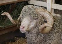 Foire agricole de la Saint Valentin - Saint-Martin-de-Crau (Bouches-du-Rhne)