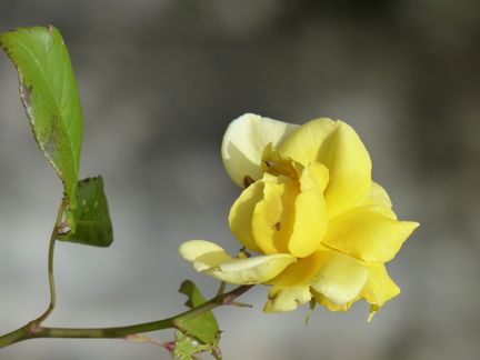 Rose du massif de la Grande terasse - Abbaye-Saint Hilaire - 22 09 2014