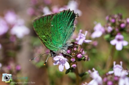 David Tatin, auteur photographe - Papillon