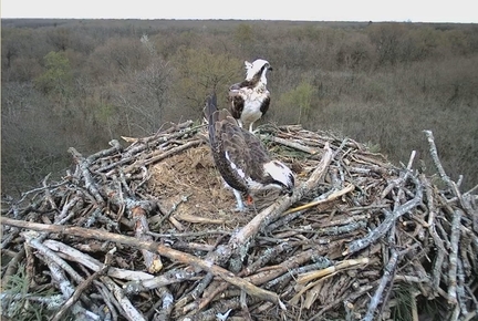 2017, nouvelle saison pour BalbuCam : En direct : un couple de Balbuzards pcheurs sur son aire de reproduction sur la commune de Nardi, Loiret