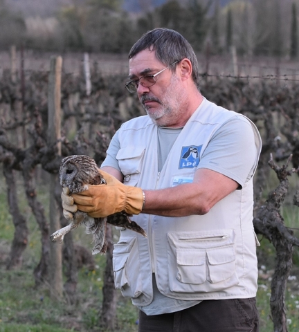 2017, Mnerbes, 12e dition de la Nuit de la chouette, relach d'une chouette hulotte