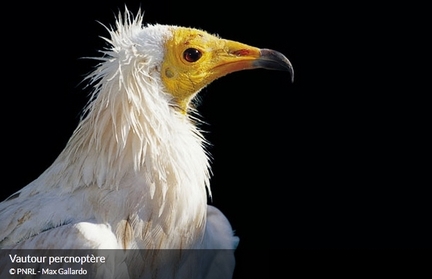 Vautour percnoptre, oiseau emblmatique du Luberon, photo Max Gallardo