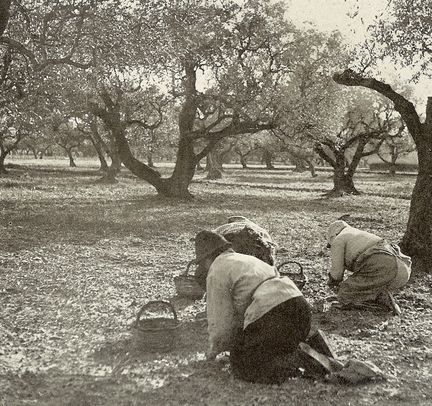 cueillette des olives  Cuers - Vars