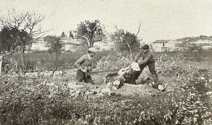 Un arrachage au profit de la vigne