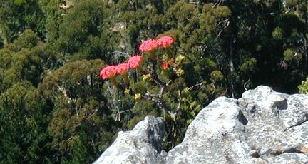 Plargonium (Afrique du Sud)