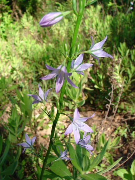 campanule raiponce