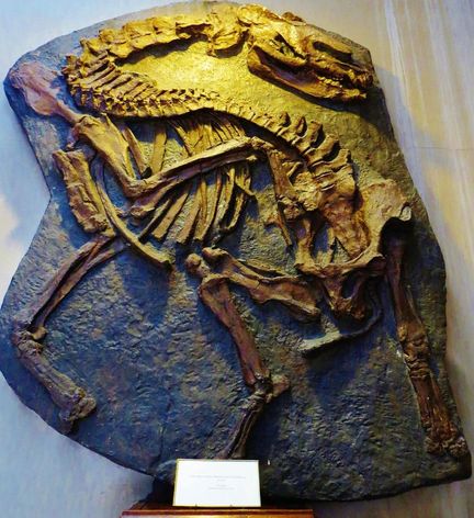 Palaeotherium magnum skeleton mis  jour sur la commune de Mormoiron