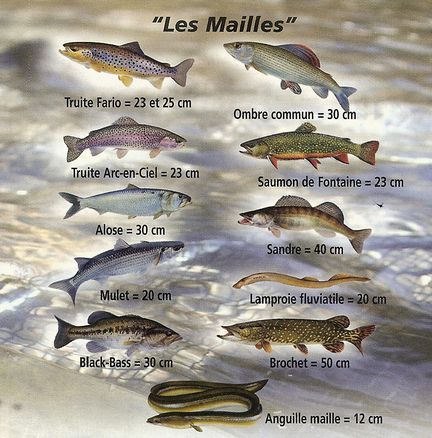 Tailles minimales lgales de capture des poissons