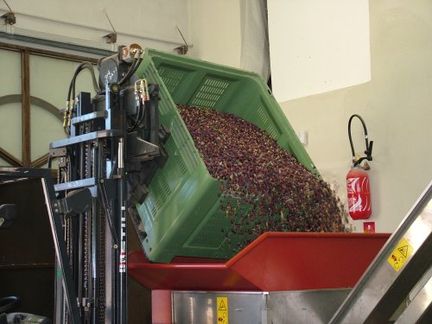 Les olives contenues dans le palox (grande caisse) sont verses dans la trmie
